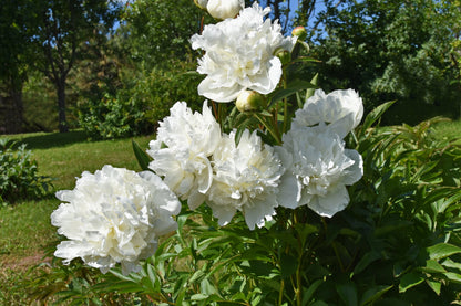 Paeonia 'Duchesse de Nemours' (Pioenroos)