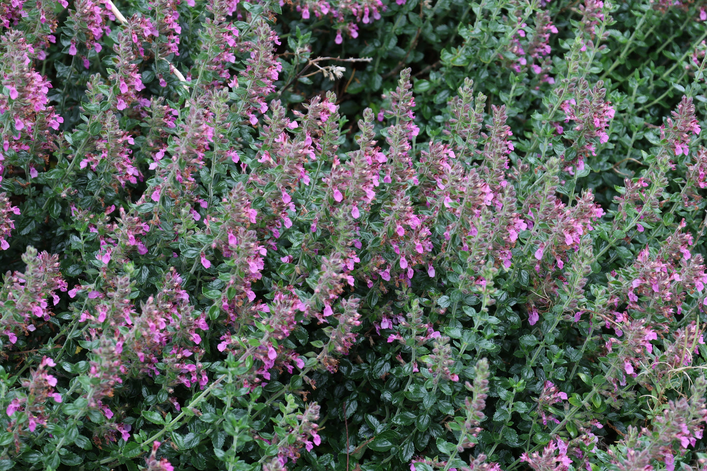 Teucrium lucidrys (Gamander)