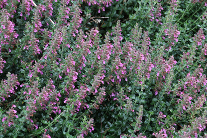 Teucrium lucidrys (Gamander)