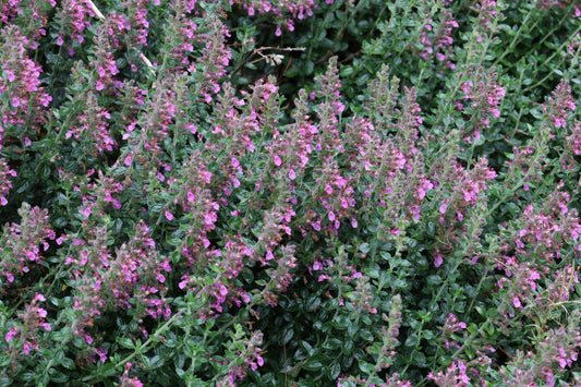 Teucrium lucidrys (Gamander)
