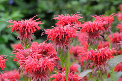 Monarda 'Cambridge Scarlet' (Bergamotplant)