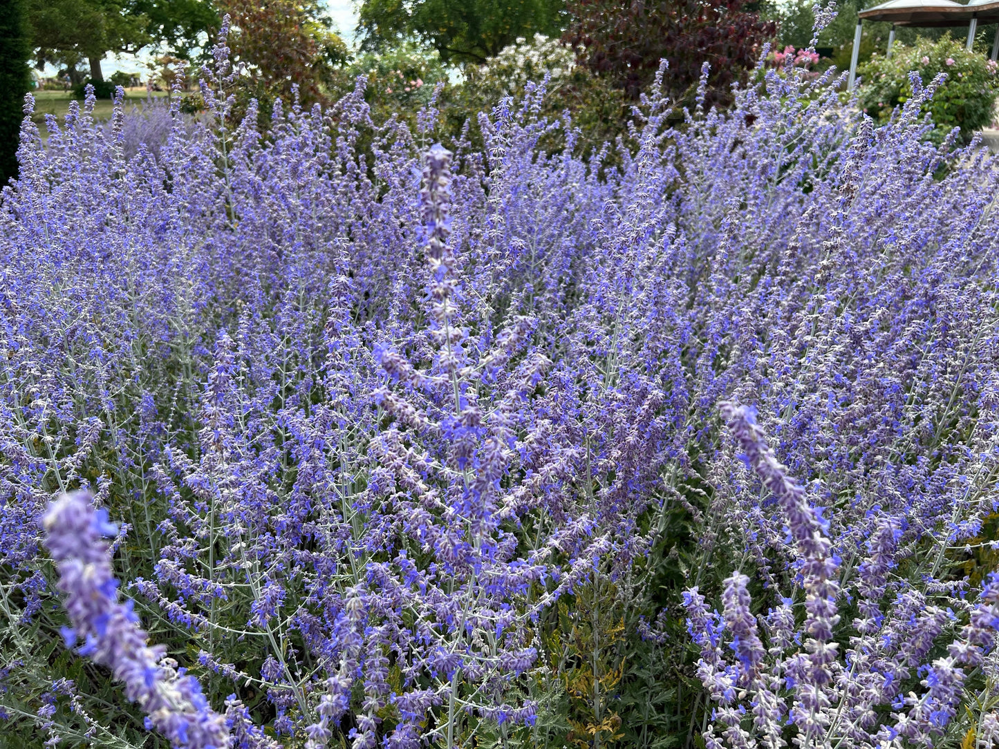 Perovskia 'Blue Spire' (Russische salie)