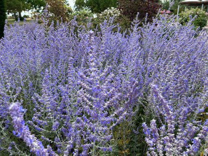 Perovskia 'Blue Spire' (Russische salie)