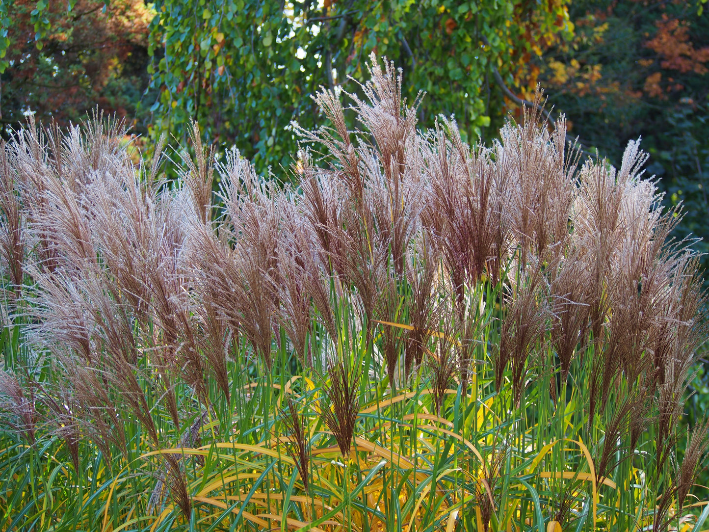 Miscanthus sinensis 'Malepartus' (Prachtriet)
