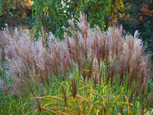 Miscanthus sinensis 'Malepartus' (Prachtriet)