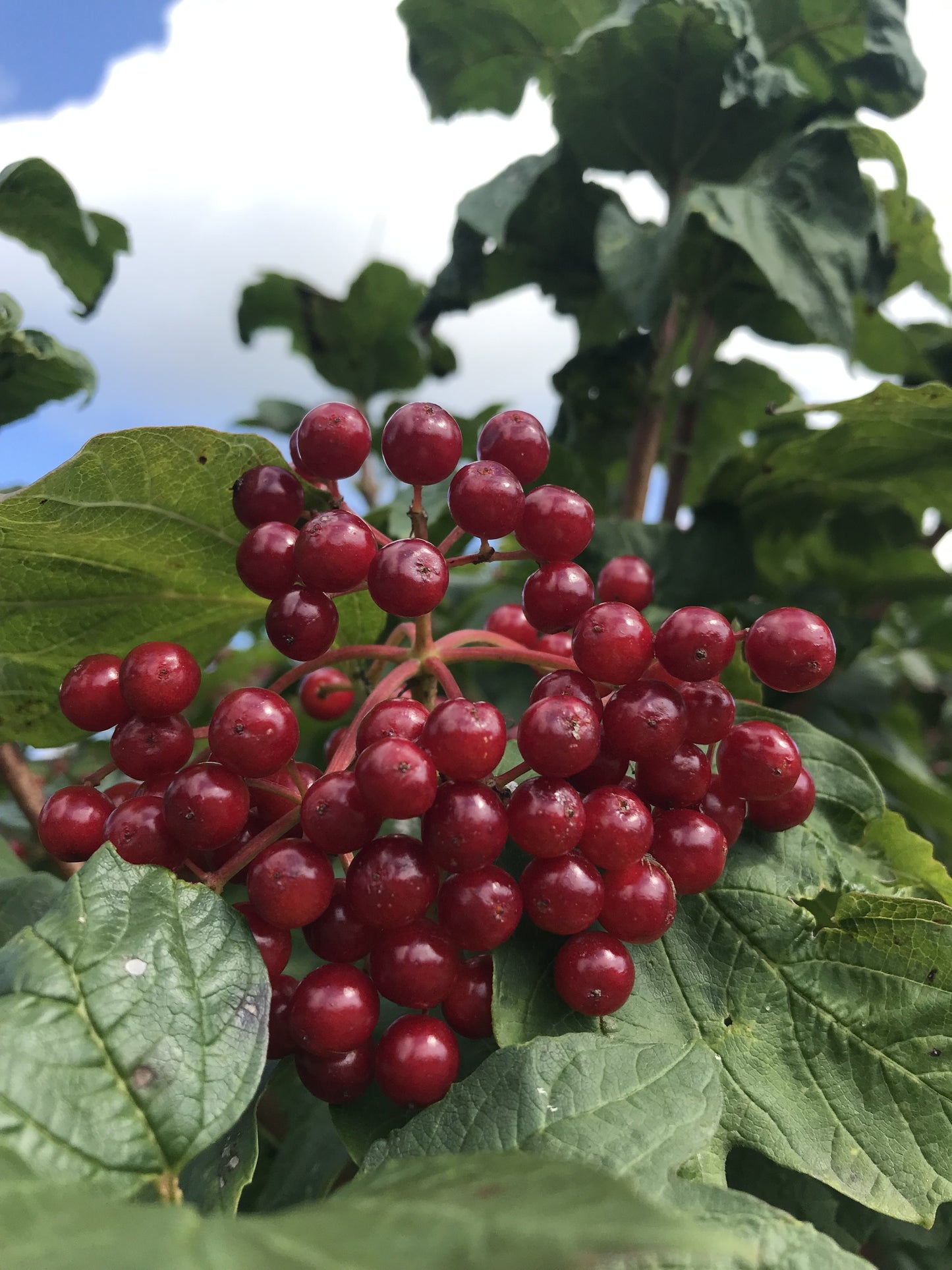 Viburnum opulus 'Roseum' (Gelderse Roos / Sneeuwbal)