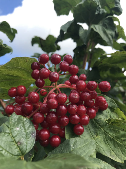 Viburnum opulus 'Roseum' (Gelderse Roos / Sneeuwbal)