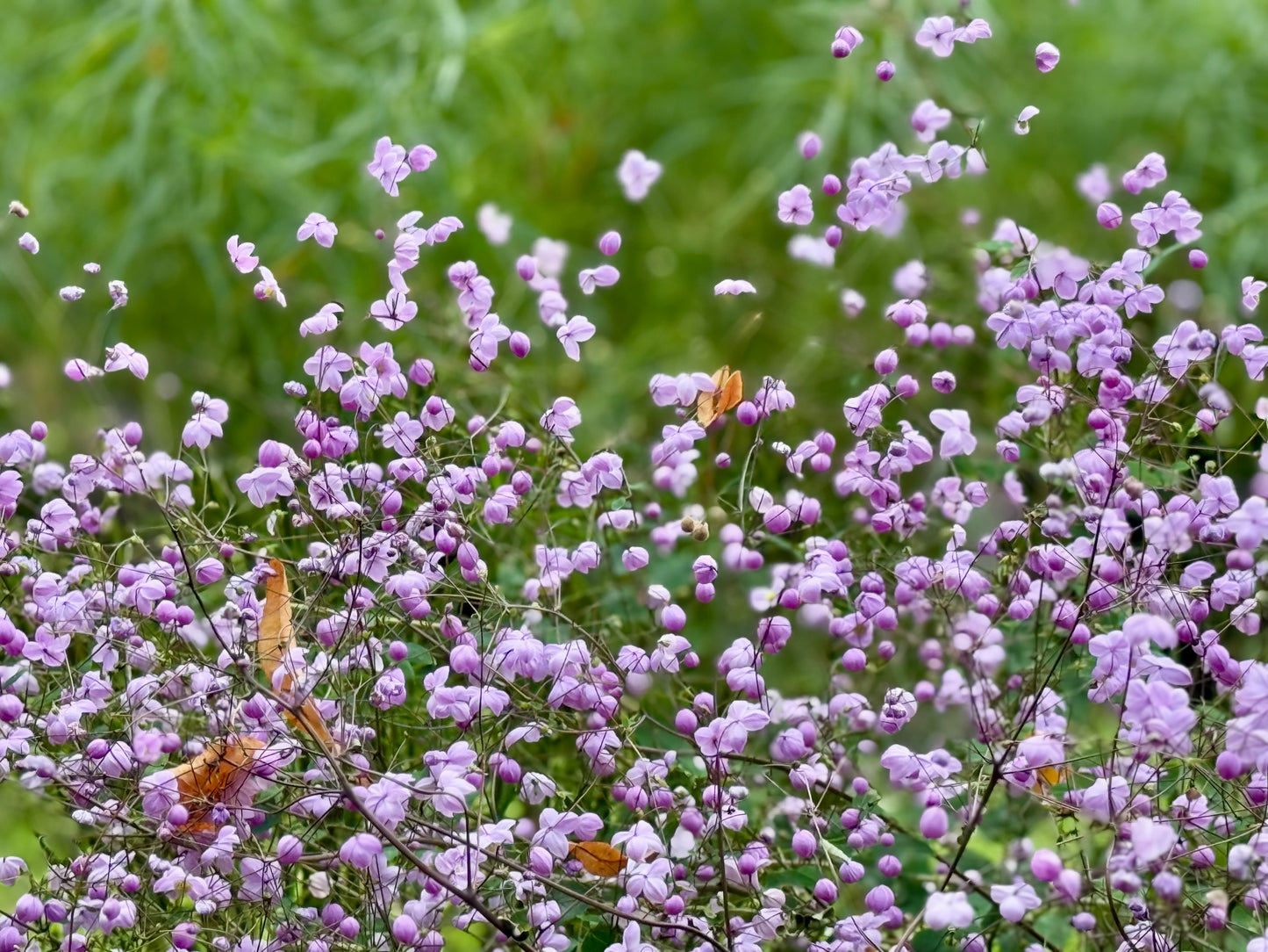 Thalictrum delavayi (Chinese ruit)
