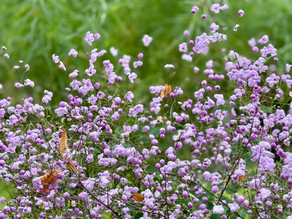 Thalictrum delavayi (Chinese ruit)