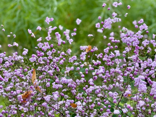 Thalictrum delavayi (Chinese ruit)