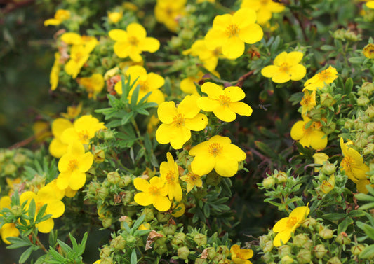 Potentilla fruticosa 'Goldfinger' (Vijfvingerkruid)
