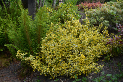 Euonymus fortunei 'Emerald 'n Gold' (Kardinaalsmuts)