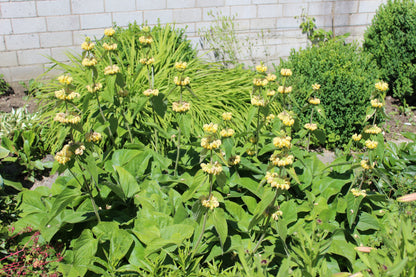 Phlomis russeliana (Brandkruid)