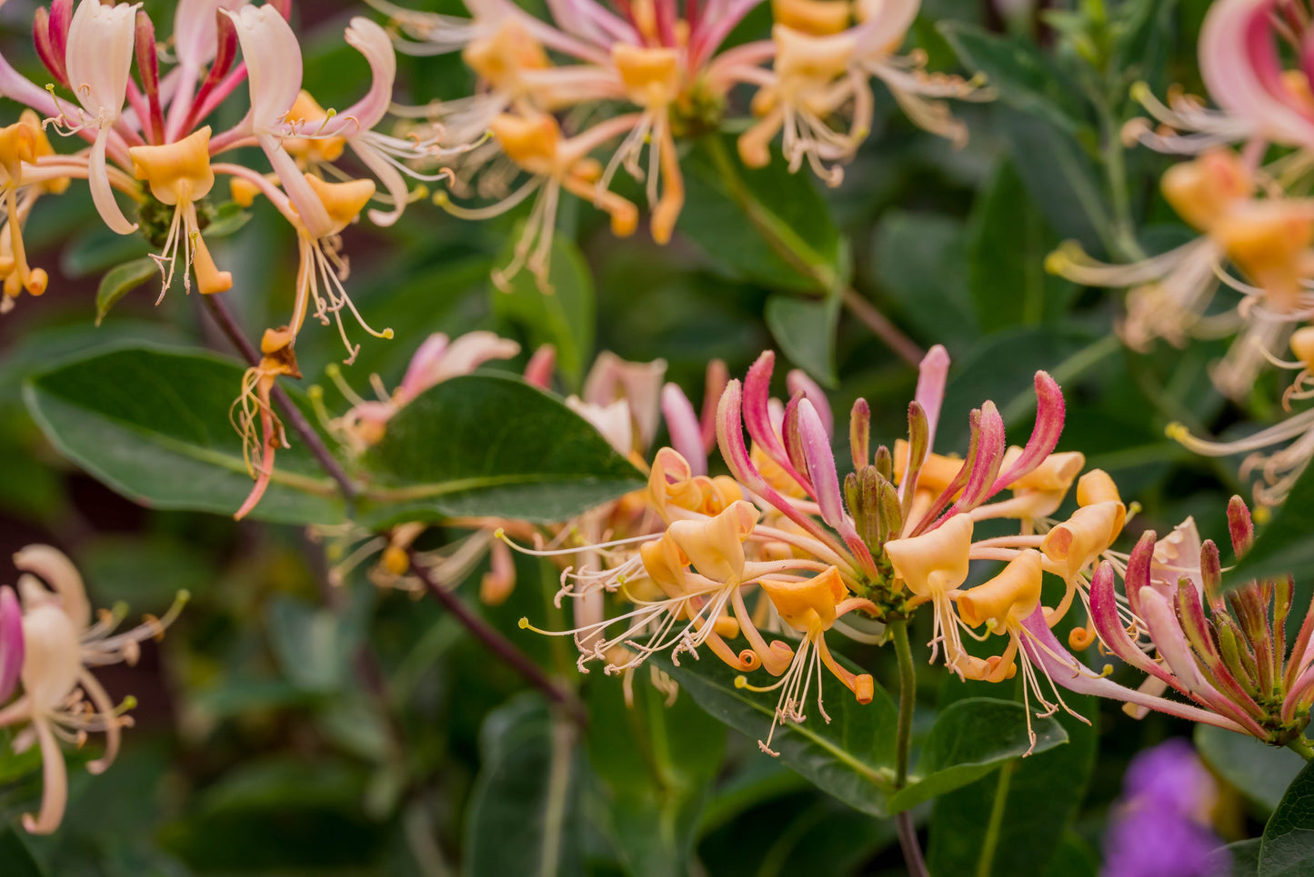 Lonicera henryi (Groenblijvende Kamperfoelie)