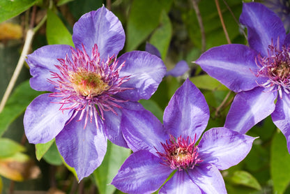Clematis 'Multi Blue' (Bosrank)