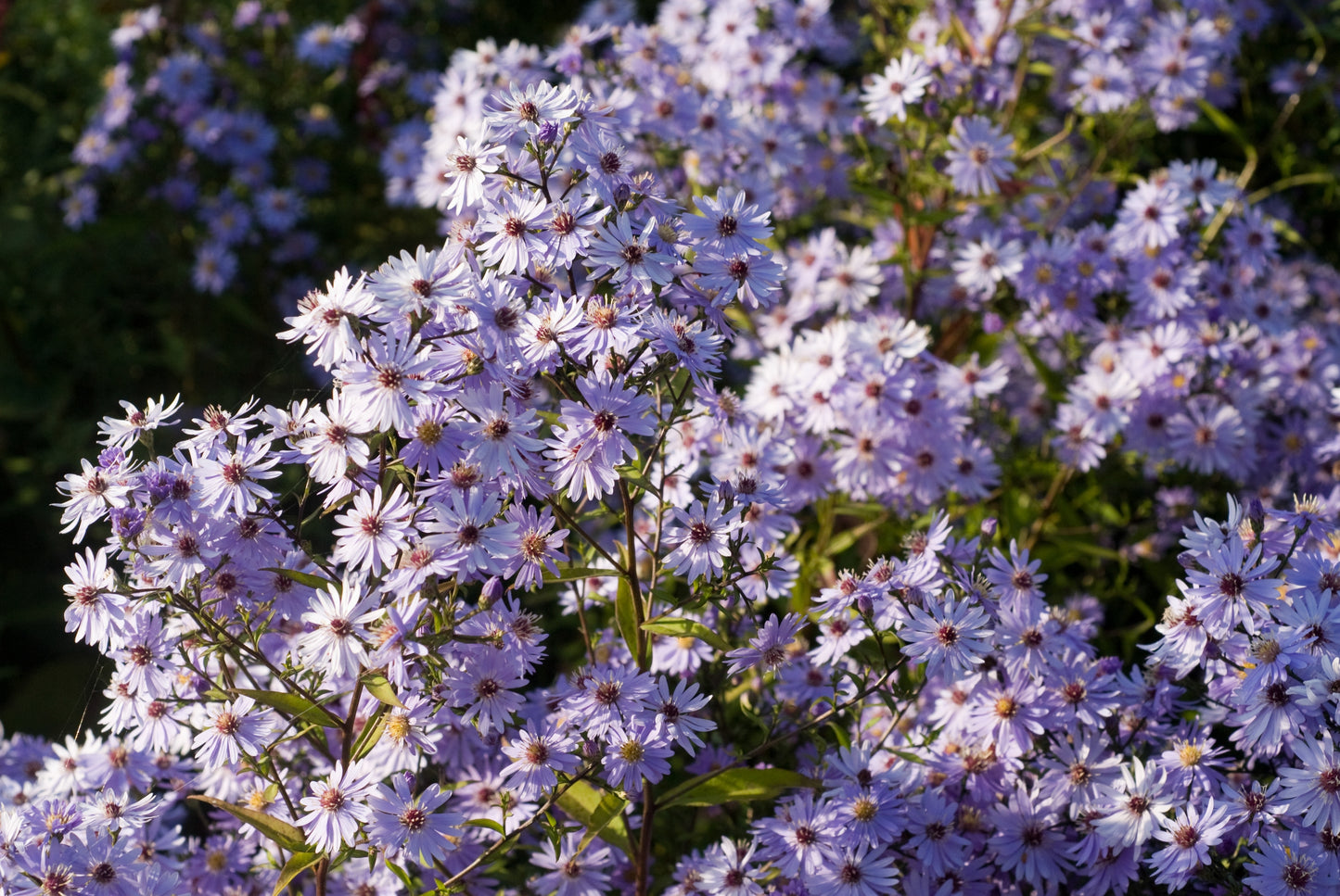 Aster 'Little Carlow' (Herfstaster)