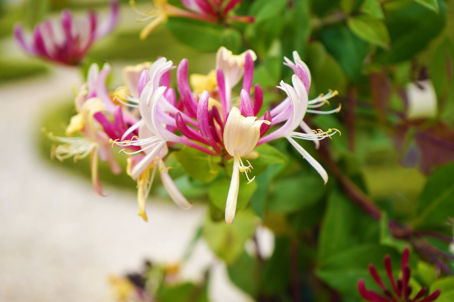 Lonicera henryi (Groenblijvende Kamperfoelie)