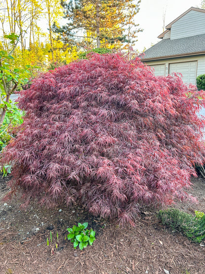Acer palmatum 'Bloodgood' (Japanse Esdoorn)