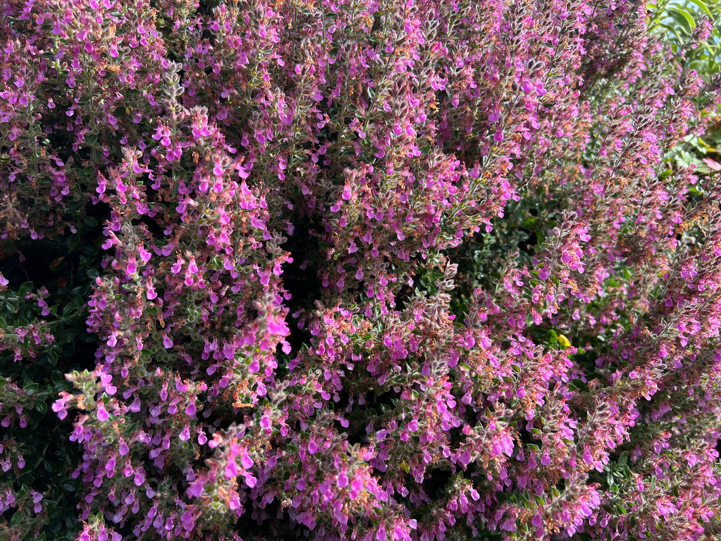 Teucrium lucidrys (Gamander)