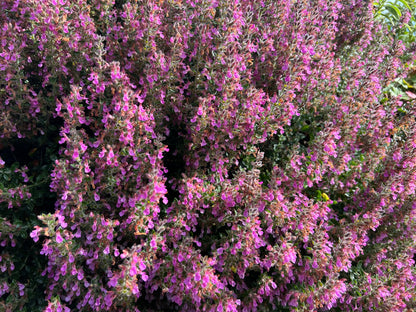 Teucrium lucidrys (Gamander)