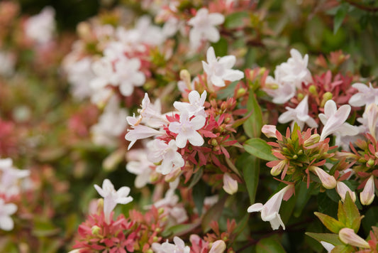 Abelia × grandiflora (Grootbloemige Abelia)