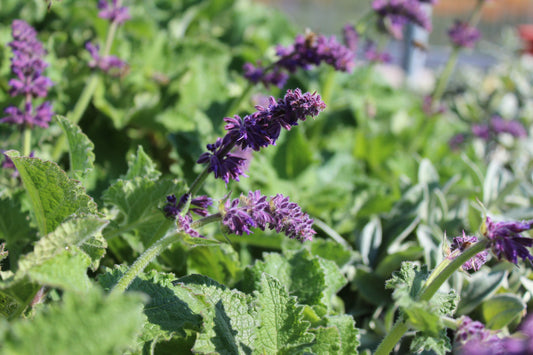 Salvia verticillata 'Purple Rain' (Kranssalie)