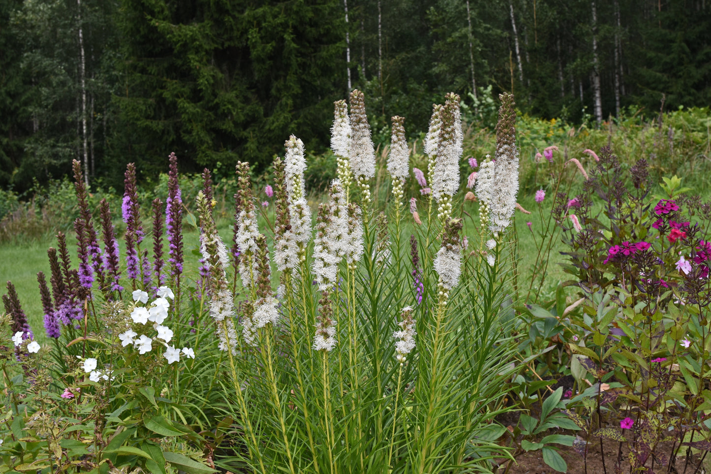 Liatris spicata 'Alba' (Witte Lampenpoetser)