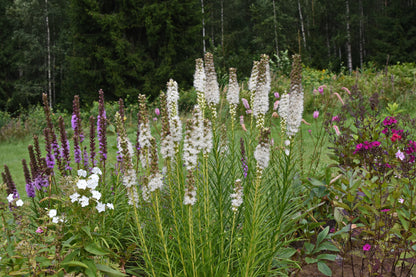 Liatris spicata 'Alba' (Witte Lampenpoetser)