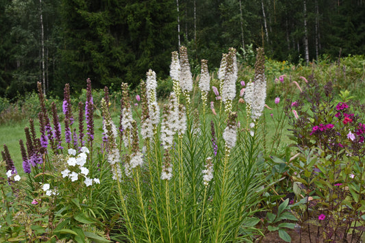 Liatris spicata 'Alba' (Witte Lampenpoetser)