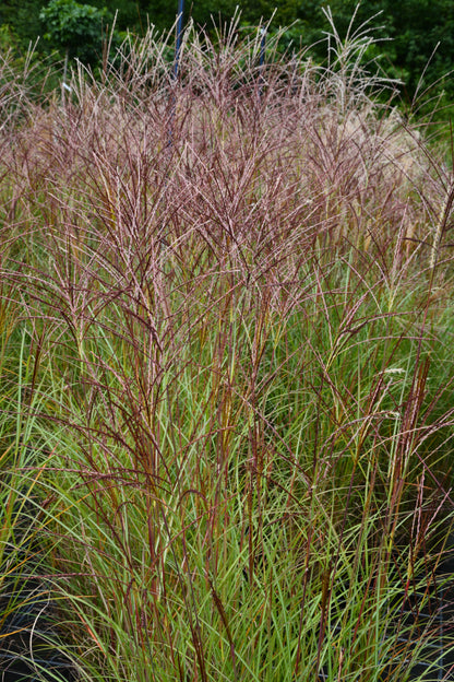 Miscanthus sinensis 'Kleine Silberspinne' (Prachtriet)