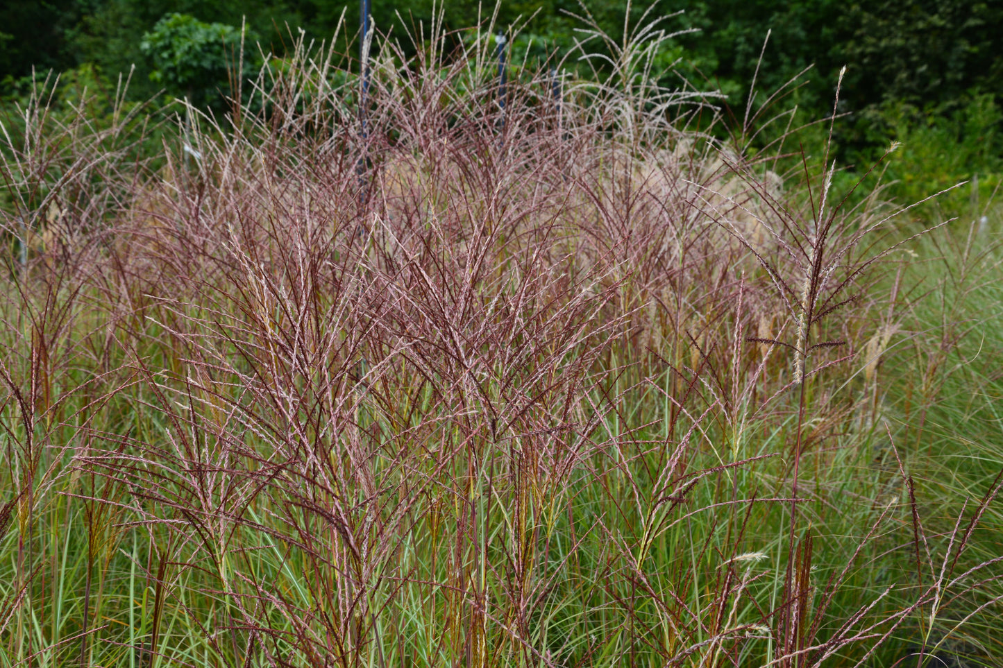 Miscanthus sinensis 'Kleine Silberspinne' (Prachtriet)