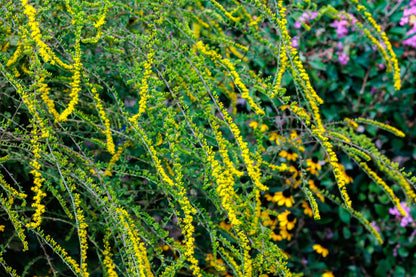 Solidago rugosa 'Fireworks' (Guldenroede)