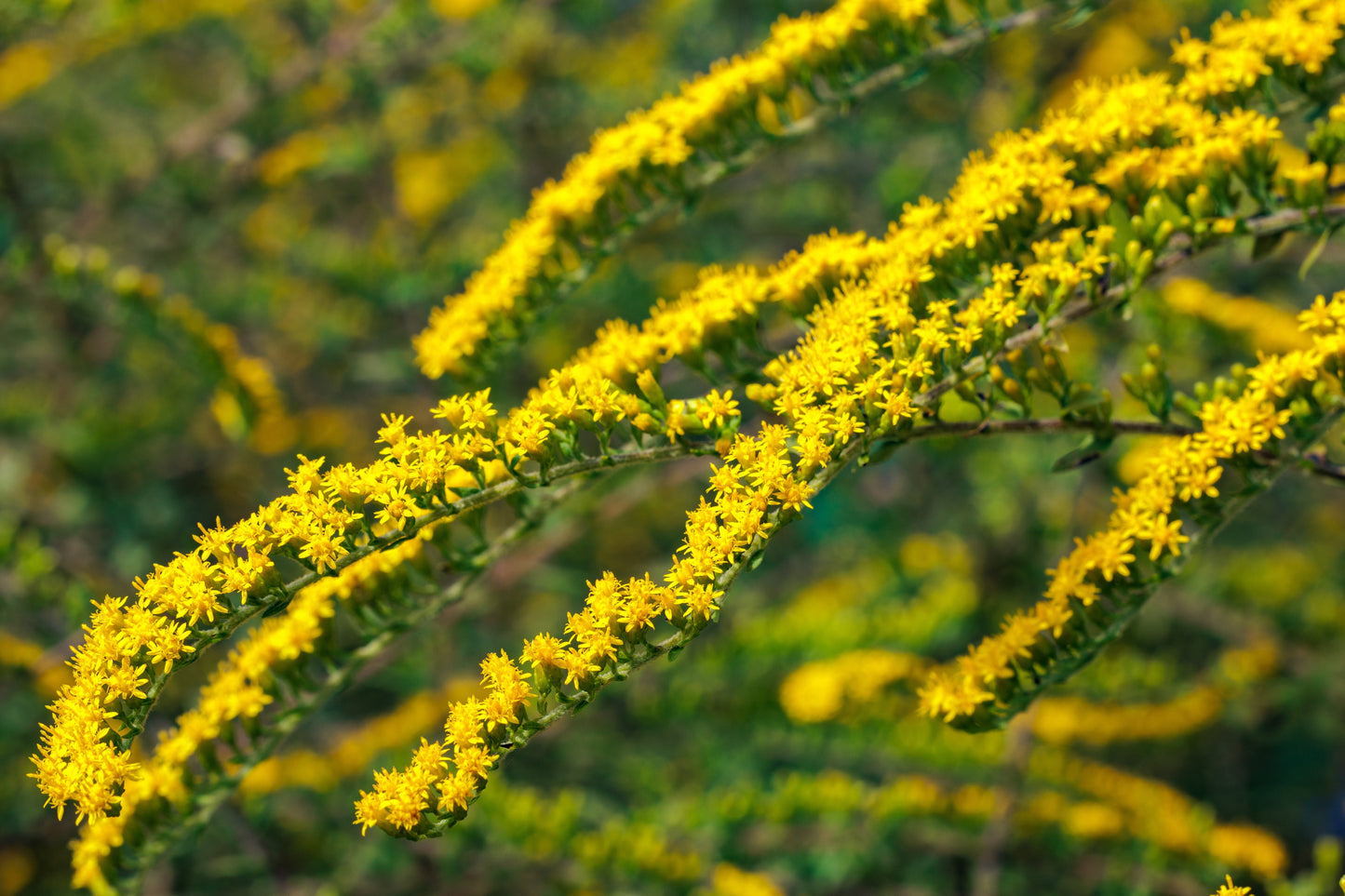 Solidago rugosa 'Fireworks' (Guldenroede)