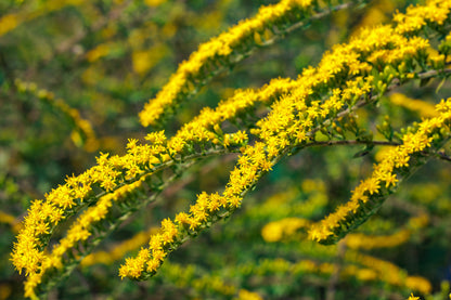 Solidago rugosa 'Fireworks' (Guldenroede)