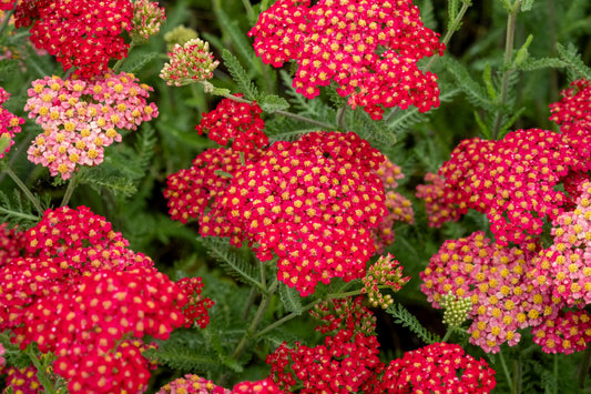Achillea millefolium 'Paprika' (Duizendblad)