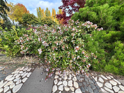 Abelia × grandiflora (Grootbloemige Abelia)
