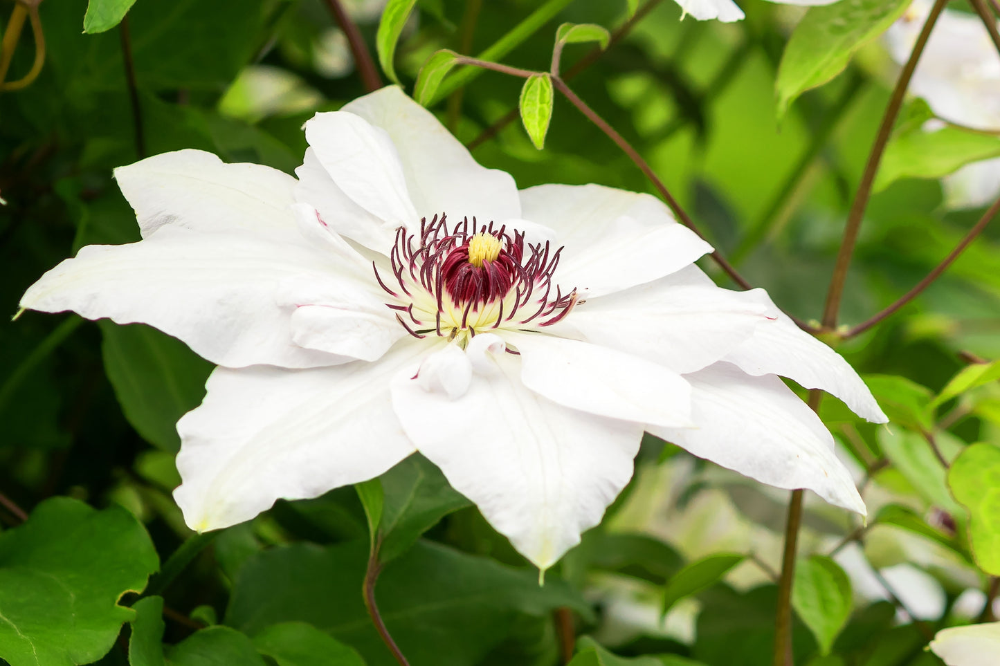 Clematis 'Miss Bateman' (Bosrank)