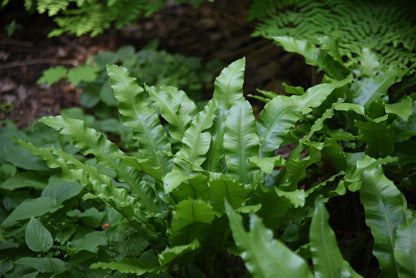 Asplenium scolopendrium (Tongvaren)