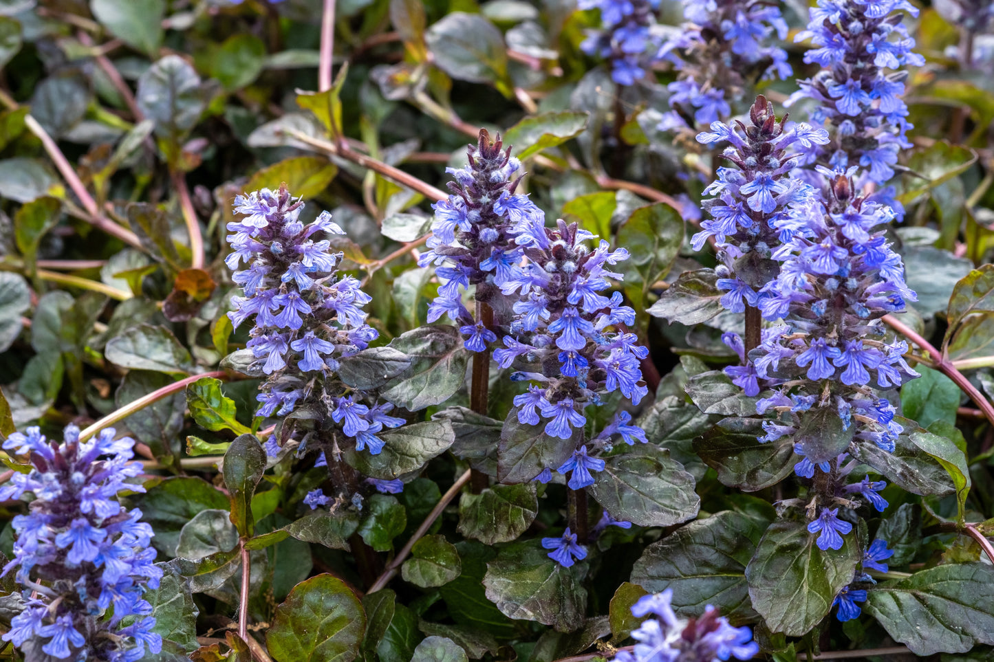 Ajuga reptans 'Atropurpurea' (Kruipend zenegroen)
