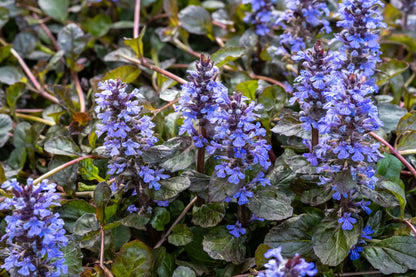 Ajuga reptans 'Atropurpurea' (Kruipend zenegroen)