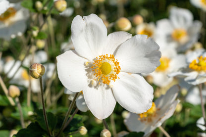 Anemone 'Honorine Jobert' (Herfstanemoon)