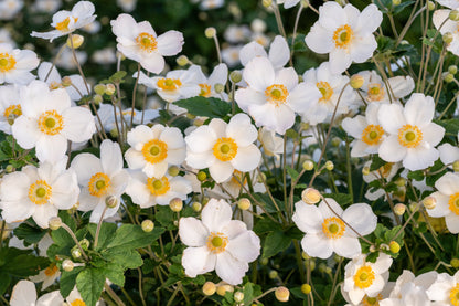 Anemone 'Honorine Jobert' (Herfstanemoon)