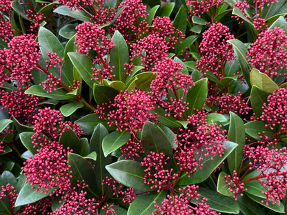 Skimmia japonica 'Rubella'