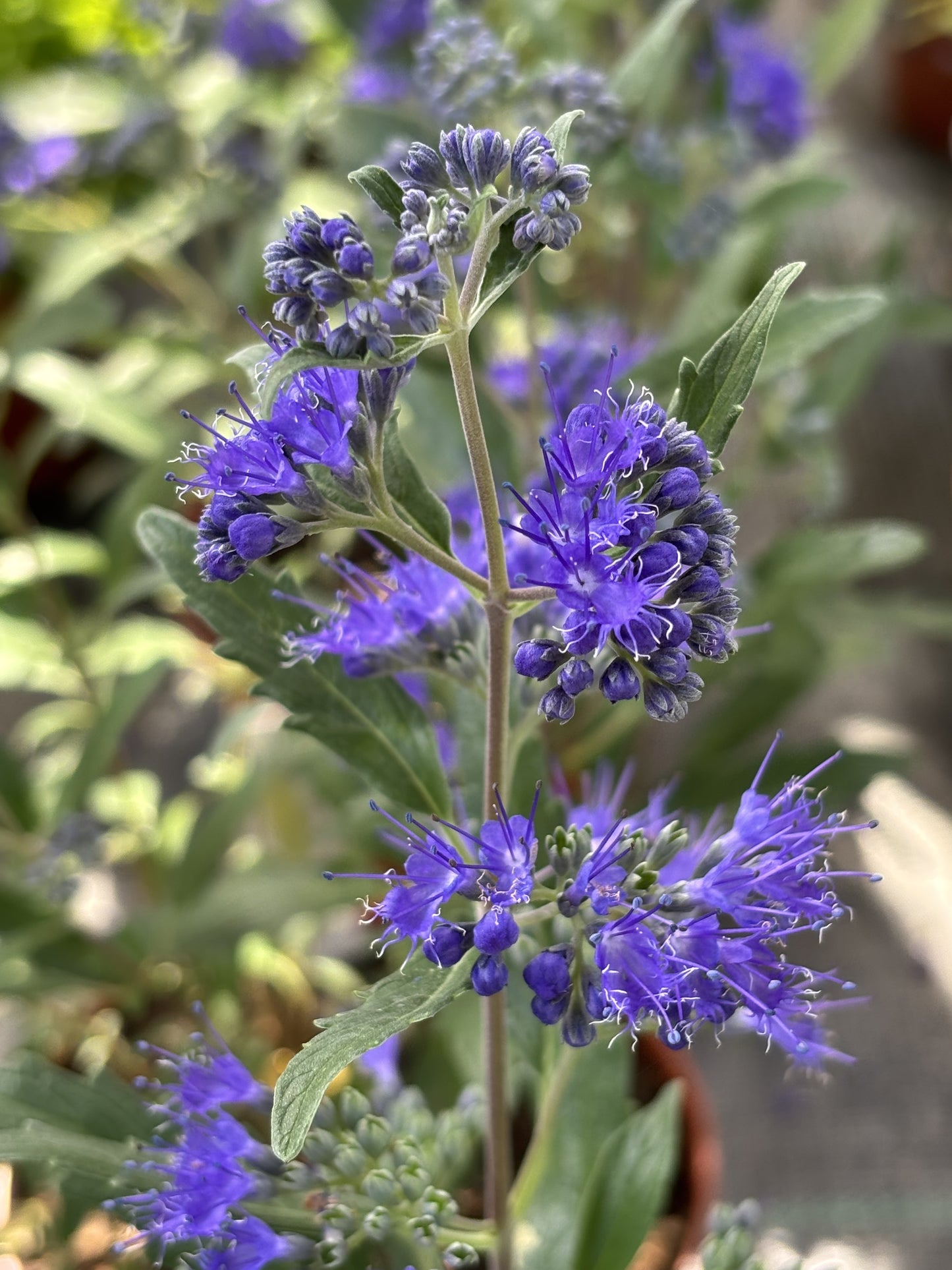 Caryopteris × clandonensis (Blauwe Spirea / Keizersbaard)