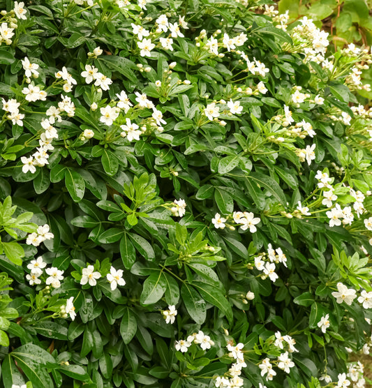 Choisya ternata (Mexicaanse Oranjebloesem)