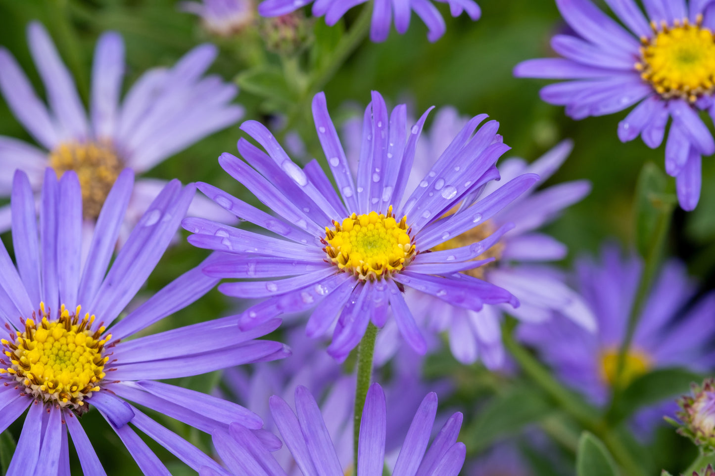 Aster frikartii 'Mönch' (Herfstaster)