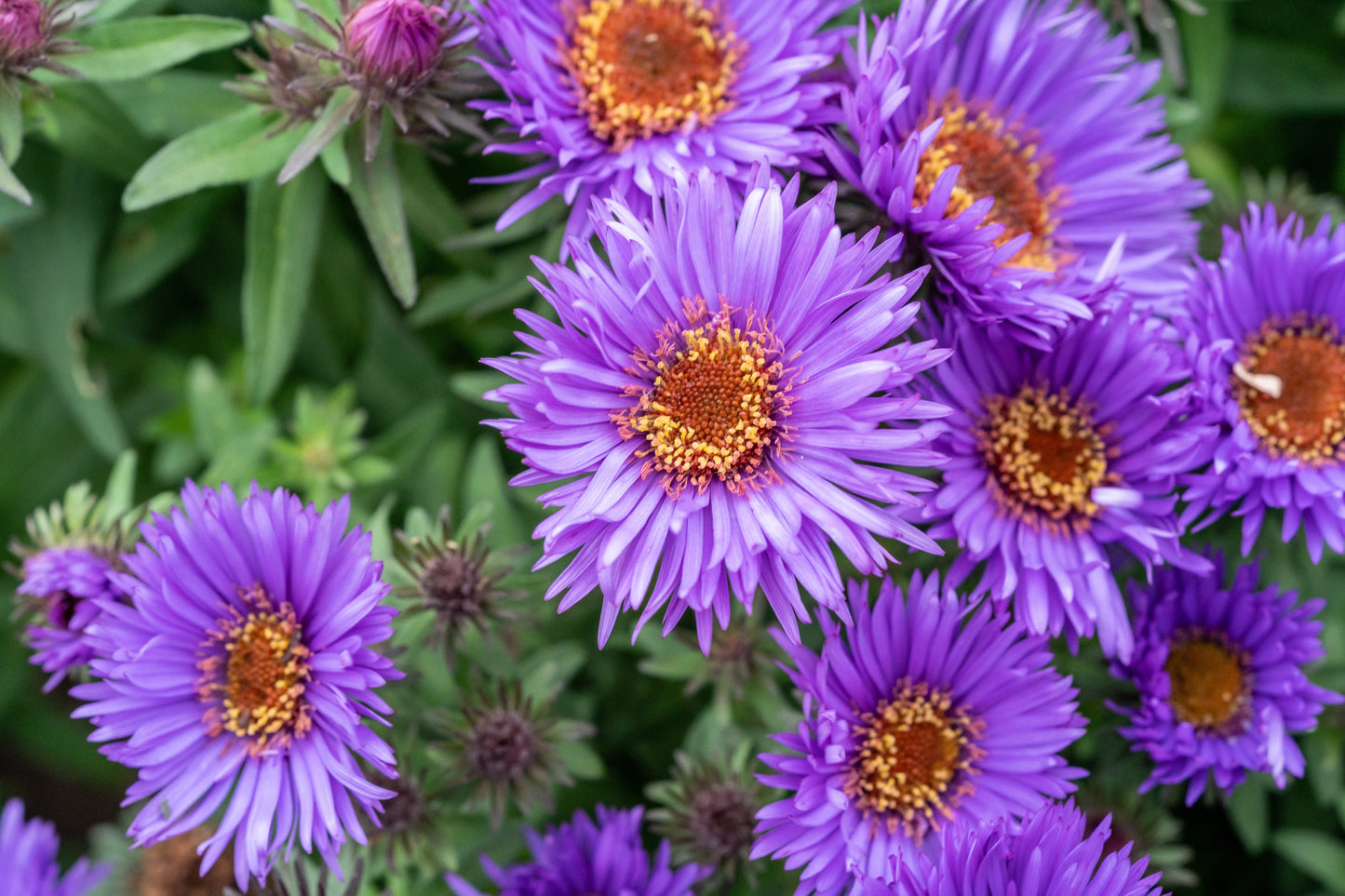 Aster novae-angliae 'Purple Dome' (Herfstaster)