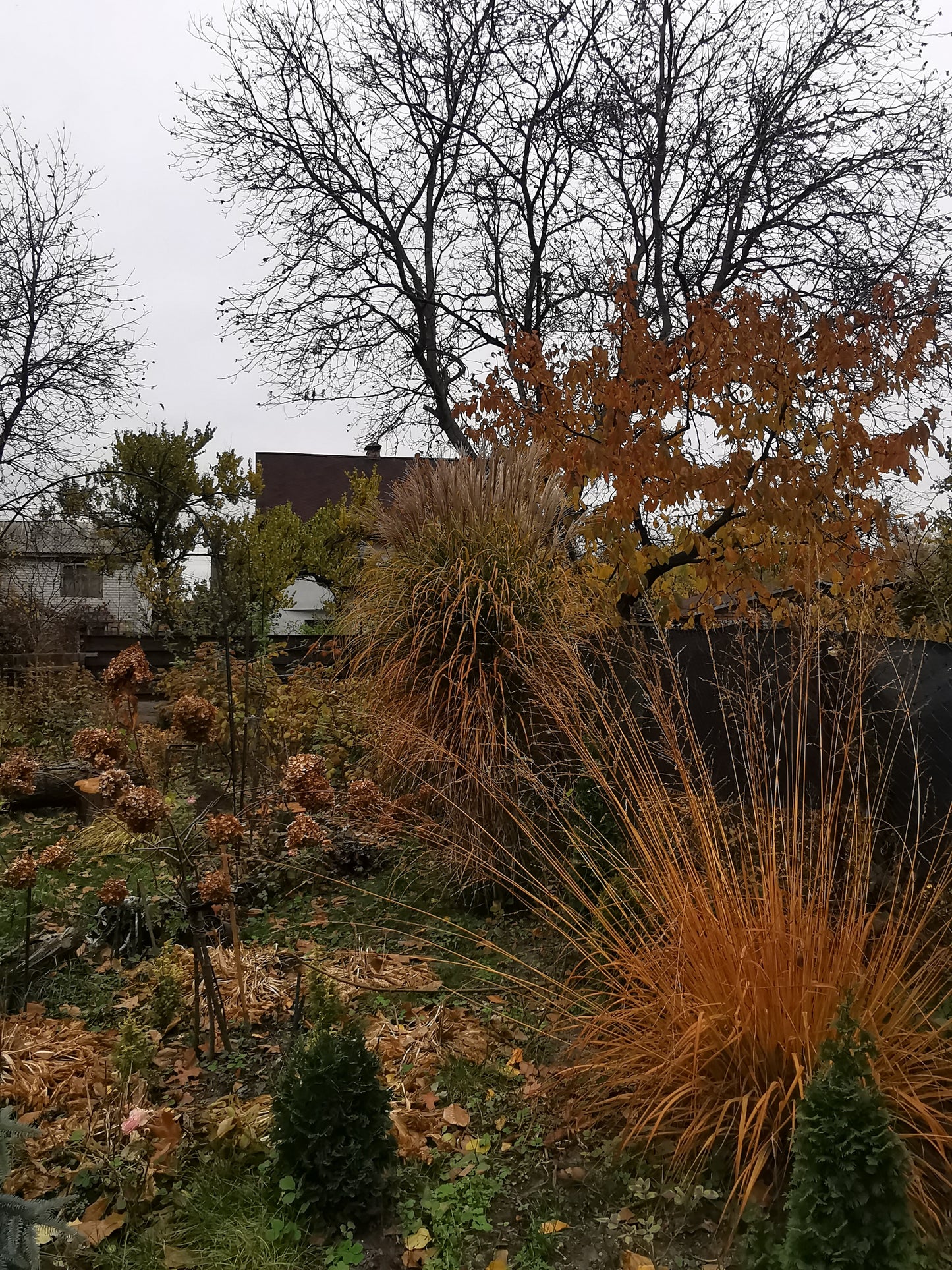 Molinia arundinacea 'Karl Foerster' (Pijpestrootje)