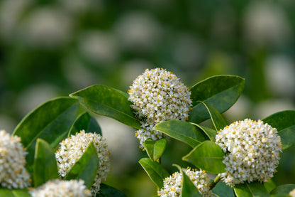 Skimmia japonica 'White Dwarf'