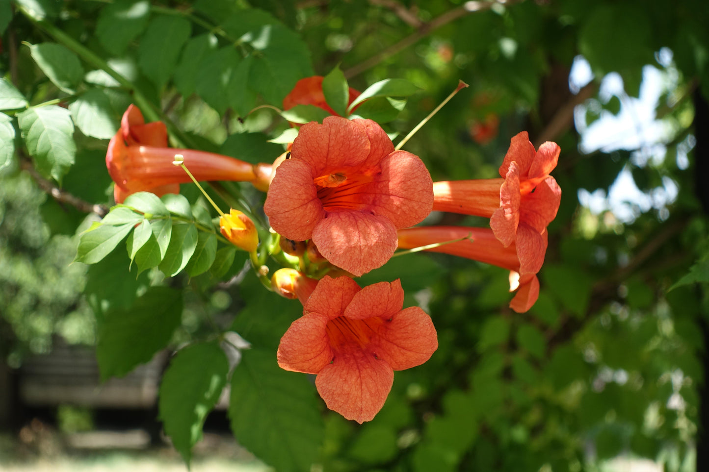 Campsis radicans (Trompetbloem)